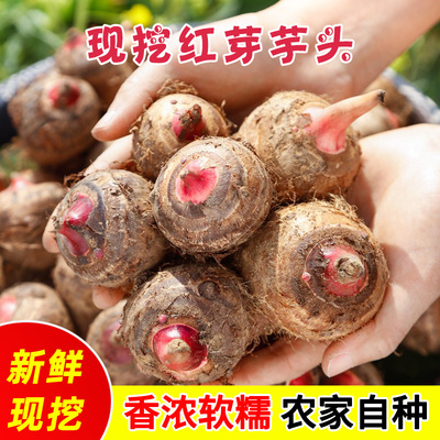 广西农家荔浦红芽芋头新鲜牛奶香芋头小毛芋子芋艿粉糯现挖现发