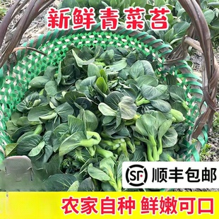 苏北霜冻上海青苏州青矮脚大青菜苔心芯花火锅太湖黑油菜新鲜蔬菜