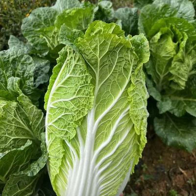 乔诚新鲜蔬菜大白菜娃娃菜现摘