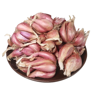 2025四川农家正宗四季小香葱头阳台红葱头葱果子熬葱油食用原料