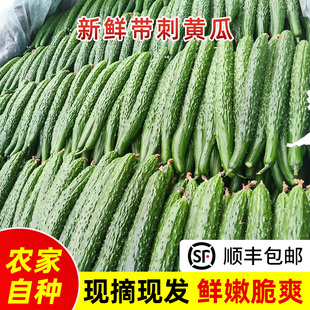 苏北农家露天本地带刺黄瓜新鲜生吃水果当季整箱蔬菜大黄瓜小青瓜