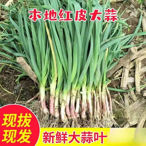 蔬菜大蒜叶青蒜乔诚现挖现发