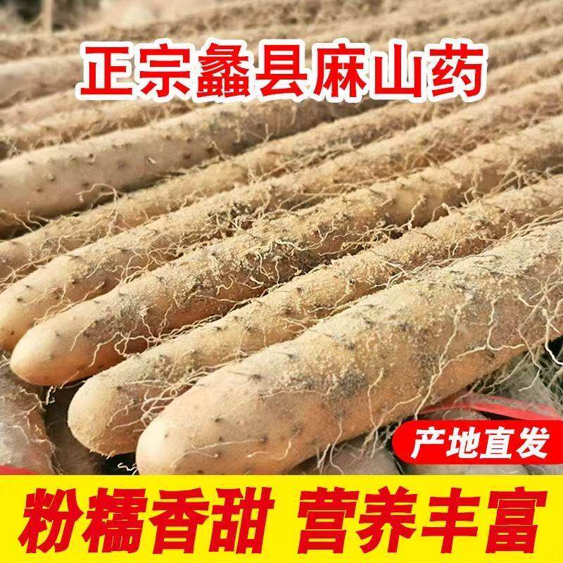 农家小白嘴铁棒杆铁棍山药粉糯河南焦作温县垆土怀淮山药新鲜蔬菜