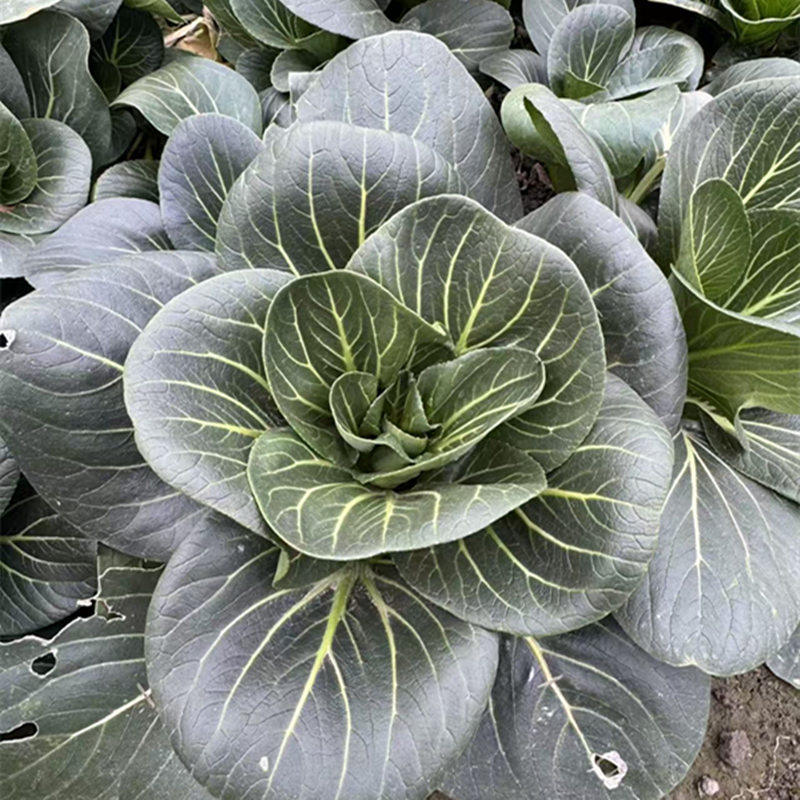 苏北农家霜冻矮脚上海青大青菜苏州青太湖黑油菜烫火锅新鲜蔬菜,水产肉类/新鲜蔬果/熟食,叶菜类,淘宝优惠券,粉丝福利购,淘宝优惠卷