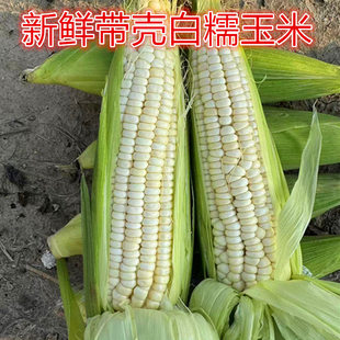 广西农家现摘新鲜带皮老品种香甜糯白玉米糯玉米糯玉米棒苞米蔬菜