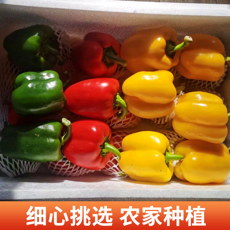 新鲜水果七彩椒甜椒香辣五彩圆红青辣椒太空灯笼黄椒生吃蔬菜沙拉,水产肉类/新鲜蔬果/熟食,辣椒,淘宝优惠券,粉丝福利购,淘宝优惠卷