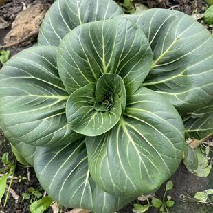 苏北农家霜冻上海青大青菜蔬菜新鲜苏州青矮脚太湖黑油菜烫火锅