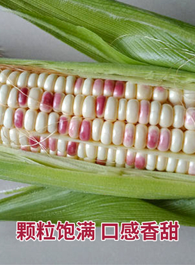 苏北农家新鲜带皮花糯玉米彩色紫色甜糯玉米生水果玉米棒现摘现发