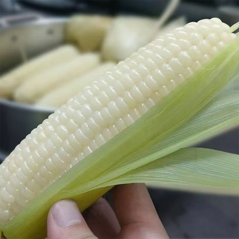 苏北粘玉米白糯玉米带壳苞谷当季蔬菜糯玉米白玉米新鲜玉米棒包谷 - 实物图