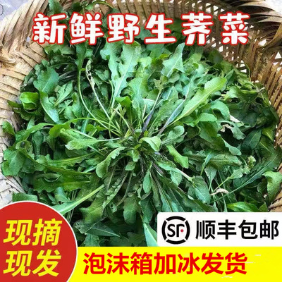 江苏东台本地纯野生新鲜荠菜大汤圆春卷馅现挖现发野荠荠菜野菜