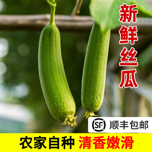 乔诚白玉老品种香丝瓜现摘现发