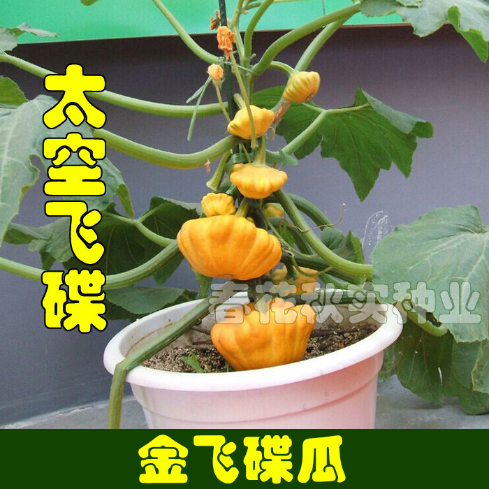 金飞碟瓜种子春夏秋四季蔬菜种子 观赏盆栽阳台白碟瓜瓜果种子