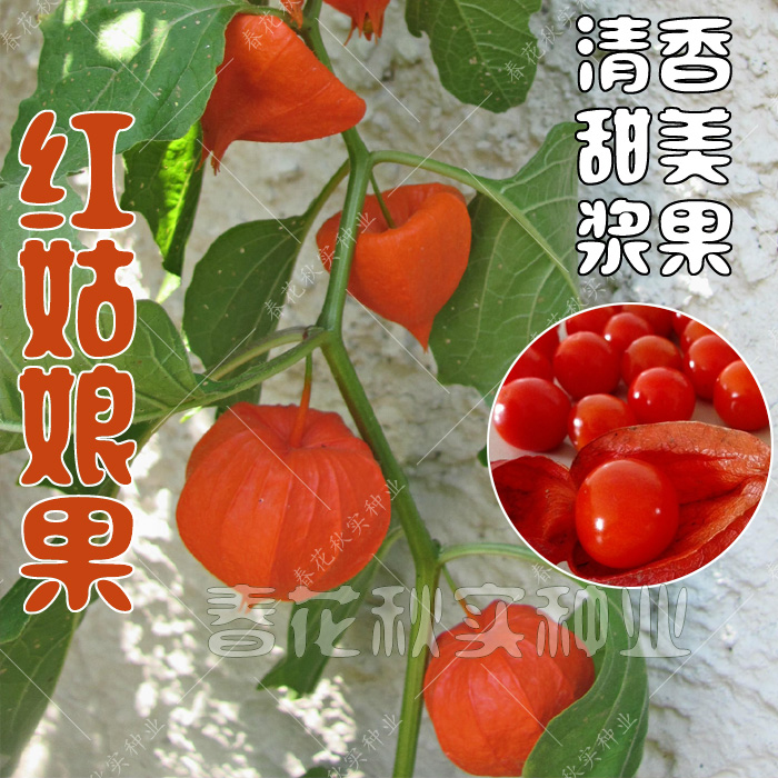 四季红灯笼盆栽水果种子