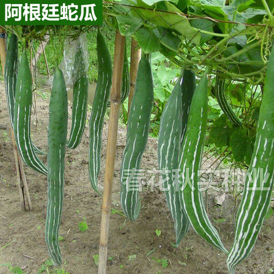 阿根廷高产大蛇瓜种子 春季夏季蔬菜种子 爬藤遮阴食用观赏瓜果类