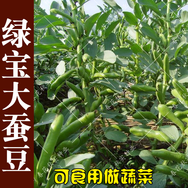 蚕豆种子 可食荚食豆蔬菜种子 胡豆南豆种子佛豆种子阳台盆栽大田