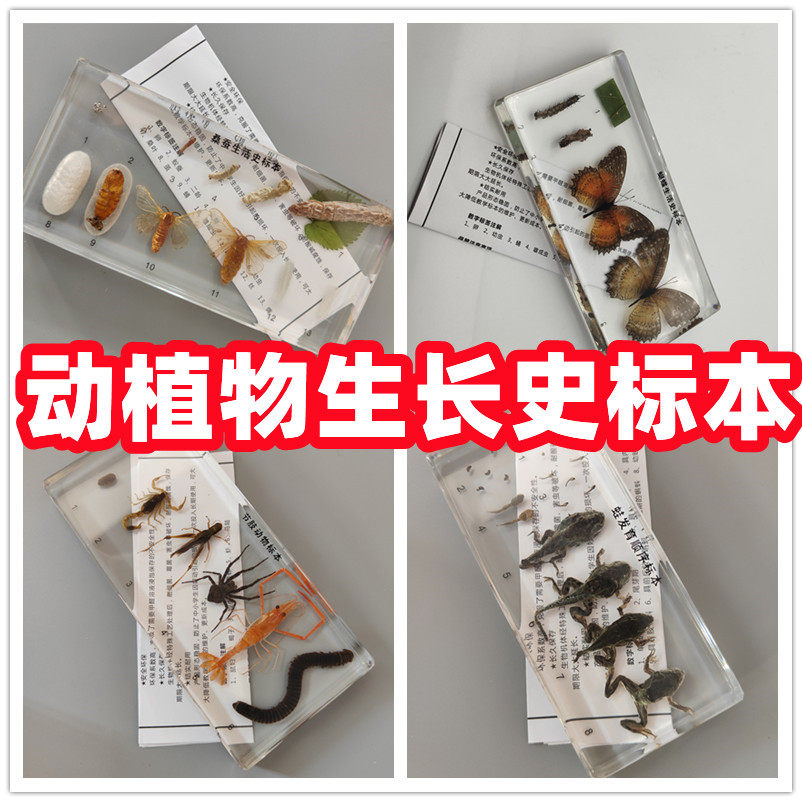蝗虫生活史标本六害虫蝴蝶蛙的发育蜜蜂竹节虫桑蚕植物