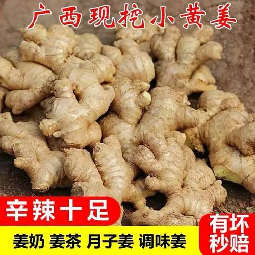 小黄姜农家自种老姜生姜新鲜现挖