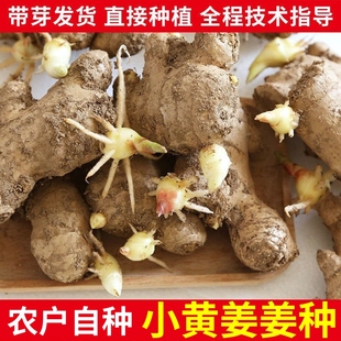 【种植】农家姜种新鲜小黄姜带芽种盆栽发芽长姜苗老姜生姜土姜子