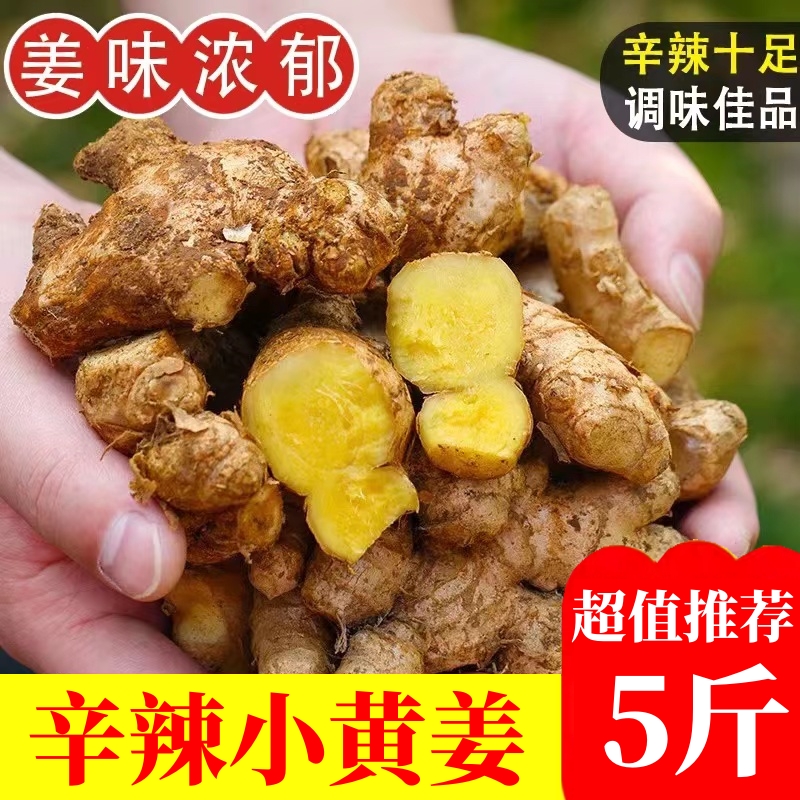 生姜新鲜小黄姜沙姜5斤辛辣十足