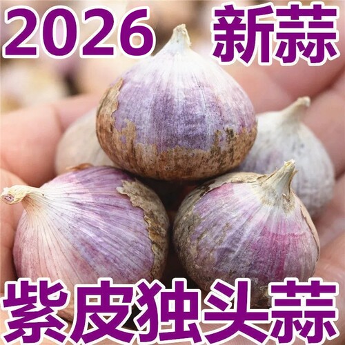 今年紫皮独头蒜大蒜头干蒜香浓辣