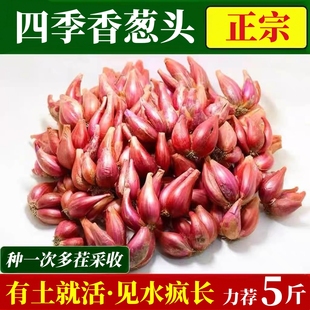 红葱头正宗小香葱火葱头种四季小香葱熬葱油食用阳台种植蔬菜新鲜
