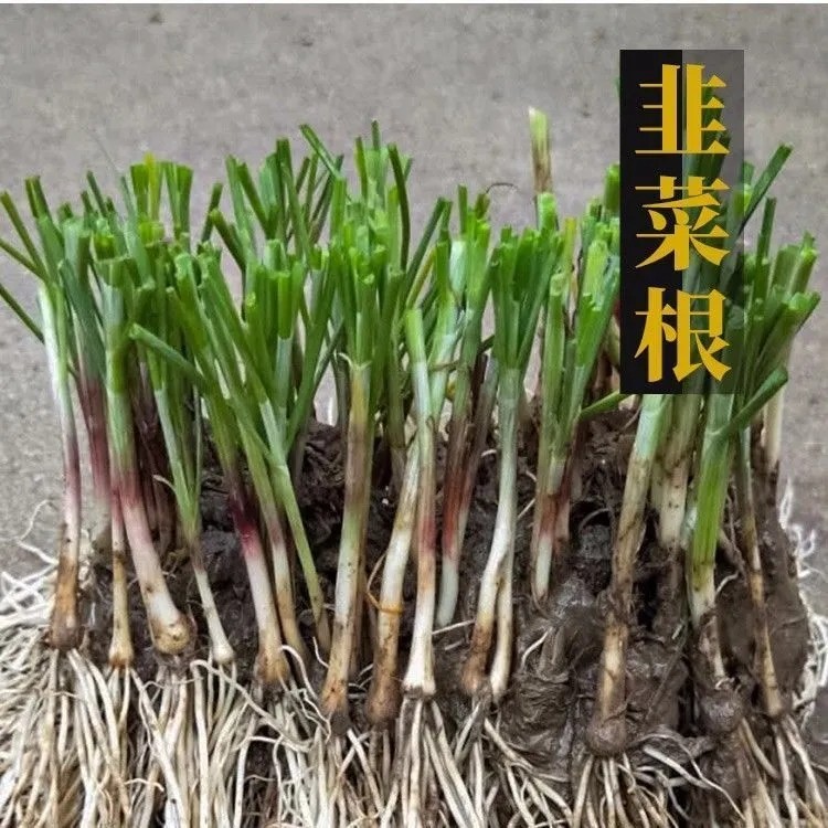 新韭菜根宽叶紫红根苗50颗韭菜苗蔬菜屋内盆栽种植室内阳台蔬菜苗