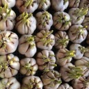 大蒜头籽种蒜苗农家新干蒜种植发芽长蒜薹分瓣当季 蔬菜幼儿园水培