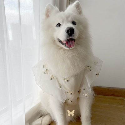 宠物狗狗中大型犬春夏冬衣服薄款婚纱西装婚纱礼服结婚萨摩金毛