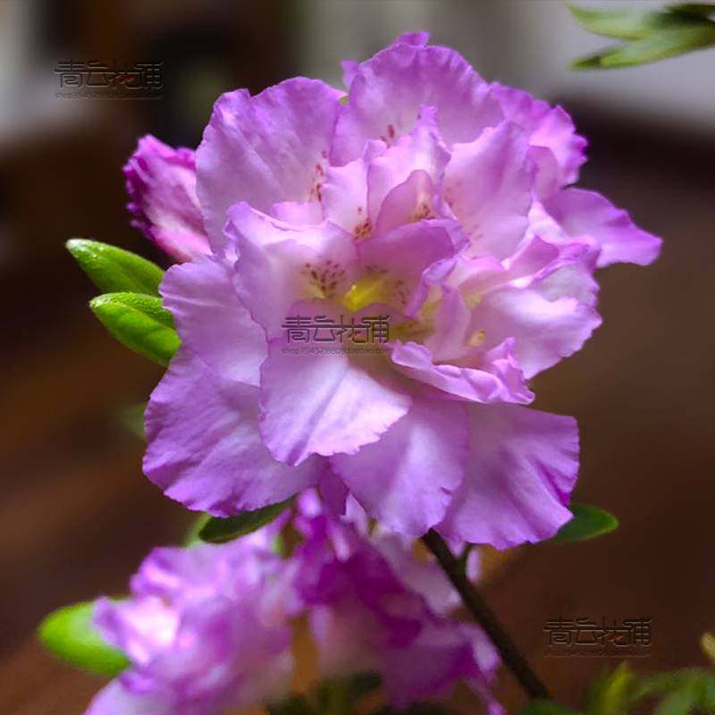 春诗杜鹃木本花卉重瓣梦幻仙气淡紫色精美阳台室内外庭院耐寒易活