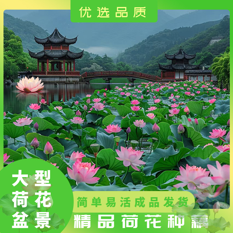成品荷花盆栽水养观赏大型荷花种藕碗莲花种籽子水培植物室内好养
