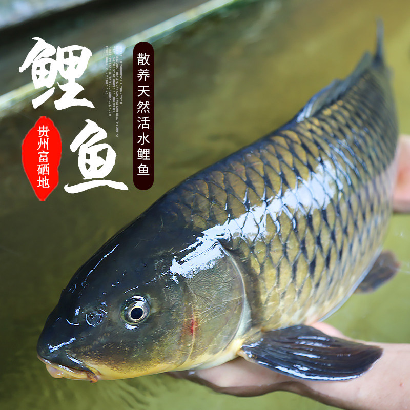 太朴有机会鲤鱼鲫鱼天然散养淡水鱼类贵州鱼新鲜活鱼生鲜顺丰空运