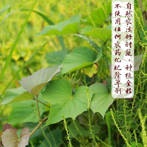 赠品链接 勿拍 “地瓜叶1斤+青辣椒半斤