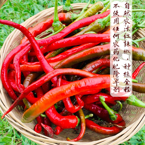 太朴有机会红辣椒新鲜现摘