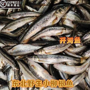 东北特产柳根鱼小鱼淡水鱼冷水鱼麦穗鱼鲜活冷冻真空包装