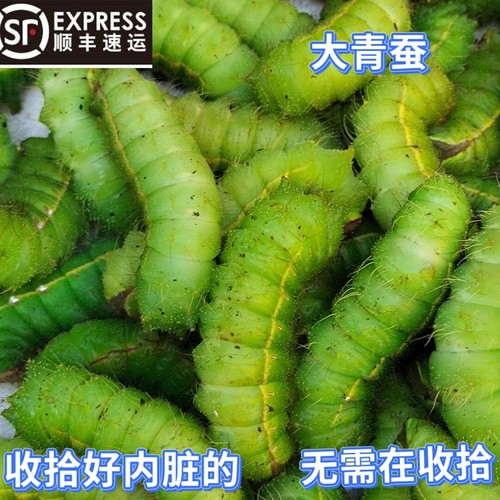 东北柞蚕新鲜山上大蚕大绿虫子大青蚕蚕宝宝清理干净冷冻顺丰