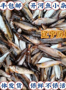 东北特产丹东猪嘴鱼白票子鱼大眼鱼柳根鱼杂鱼活体发货保鲜