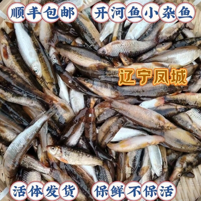 东北特产丹东猪嘴鱼白票子鱼大眼鱼柳根鱼杂鱼活体发货保鲜