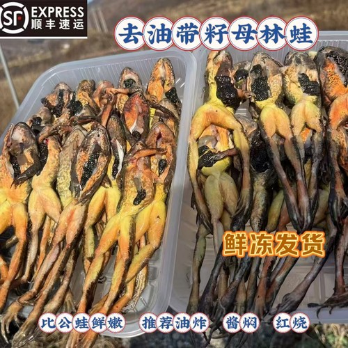 东北去油带籽母林蛙正宗长白山林蛙冰鲜带籽母林蛙蛤蟆顺丰