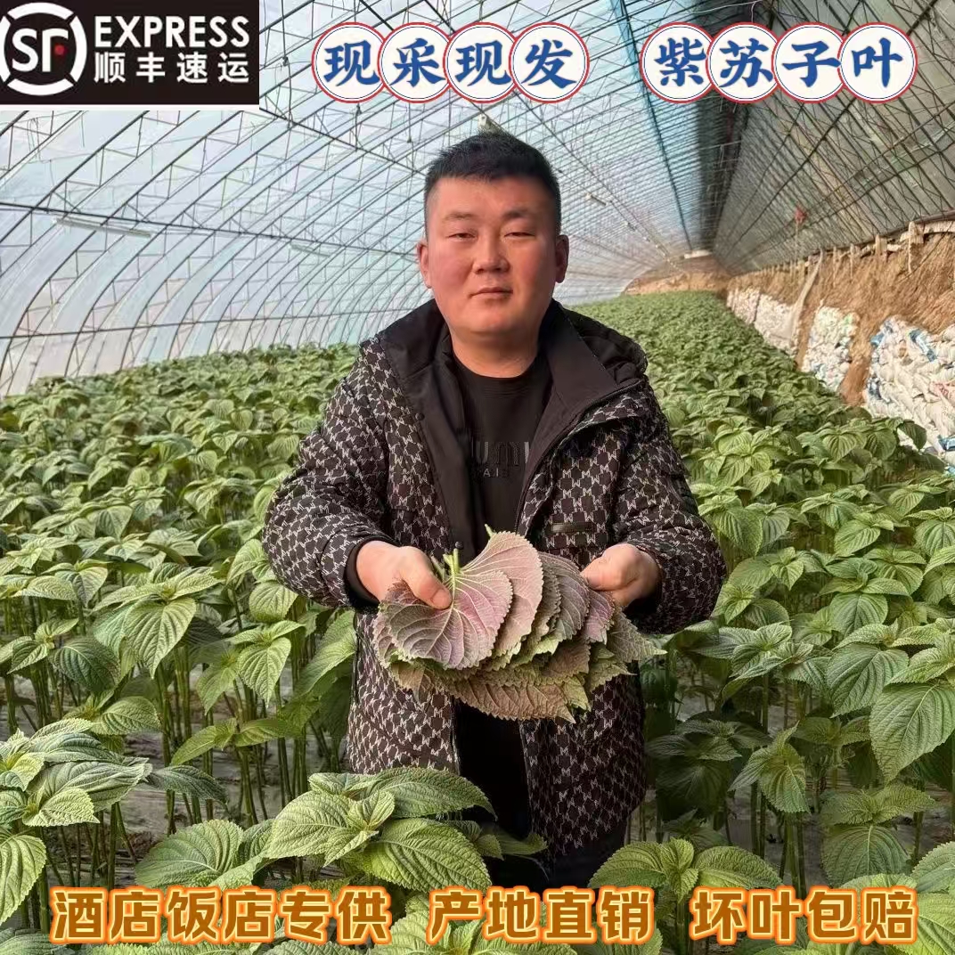 辽宁丹东新鲜紫苏子叶东北延边韩国烤肉农家蔬菜当季蘸酱菜顺丰
