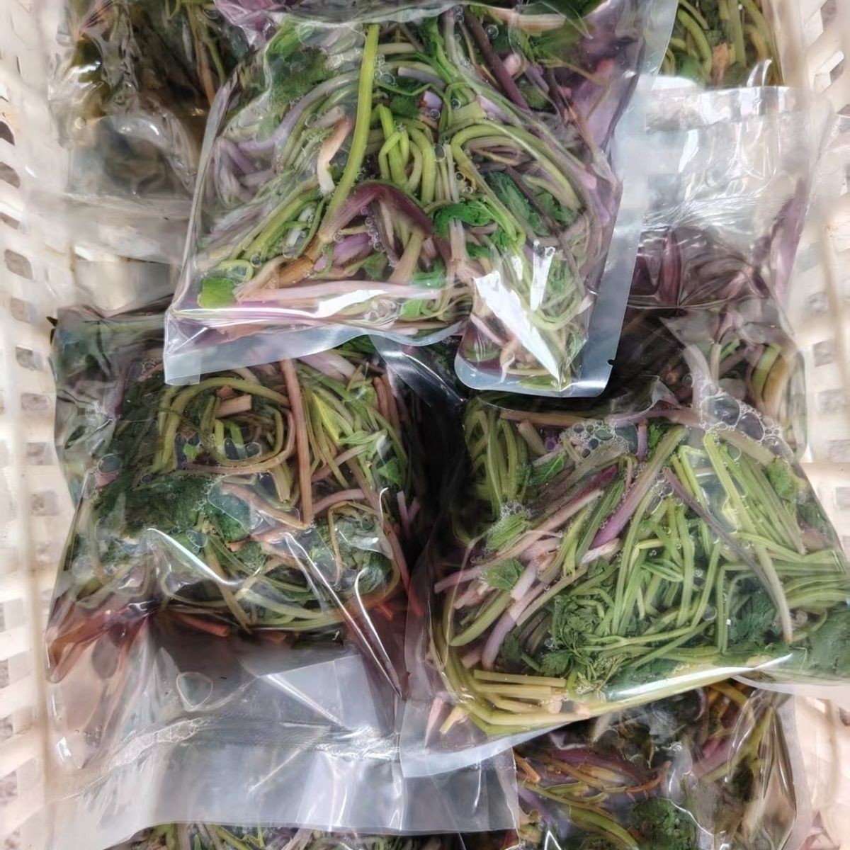 东北野生大叶芹焯水冷冻野芹菜山野菜野生大叶芹炒肉包饺子图片
