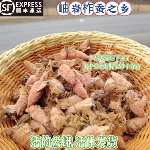 东北野生公蛾新鲜冷冻雄蚕蛾 带蛾毛雄蚕蛾 活体冷冻 真空发货