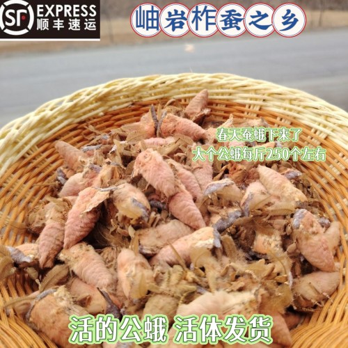 东北特色公蛾新鲜冷冻雄蚕蛾 带蛾毛雄蚕蛾 活体冷冻 真空发货