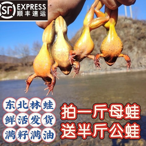 东北林蛙母豹子满籽满油鲜活发货顺丰