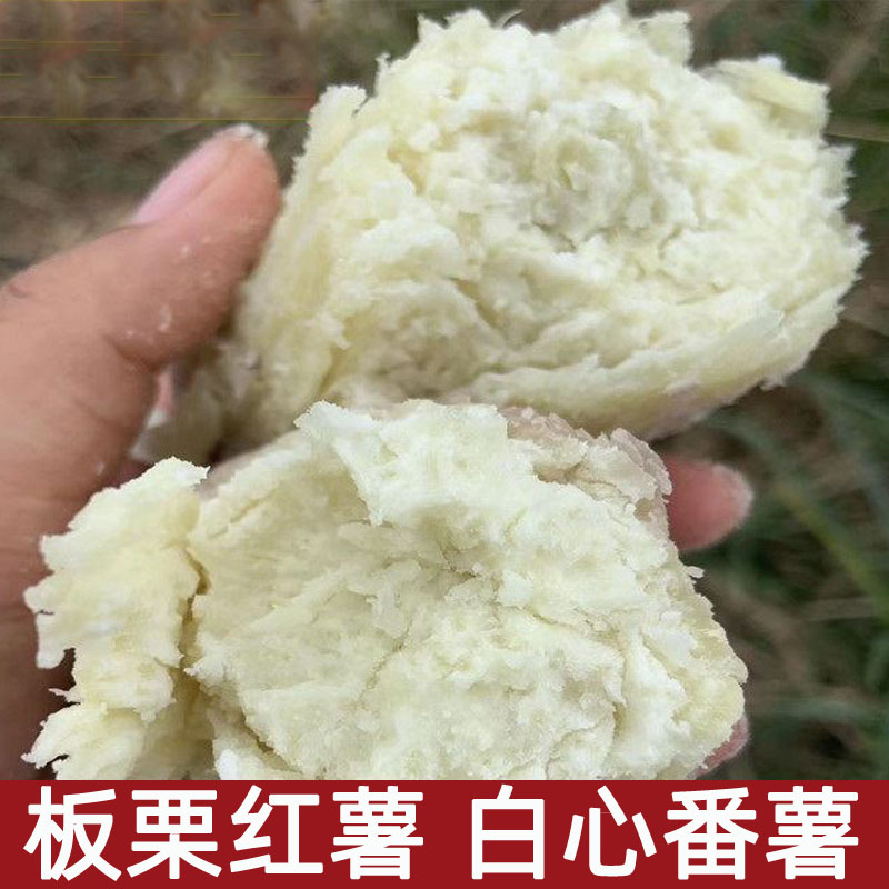 板栗红薯高州红薯白心番薯新鲜越南风味白瓤地瓜老品种糯山芋5斤