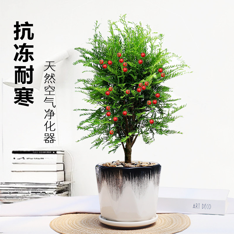 耐寒耐冻植物红豆杉盆栽树苗摆件苗树常绿北方摆件花盆苗小苗盆景