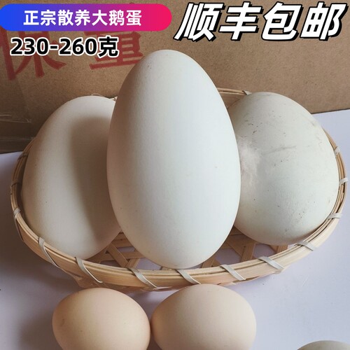 12枚230-260克保真正宗狮头大鹅蛋新鲜农家散养土鹅蛋孕妇顺丰