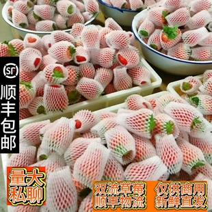 云南商用双流草莓现摘现发糖葫芦烘培奶茶专用新鲜草莓