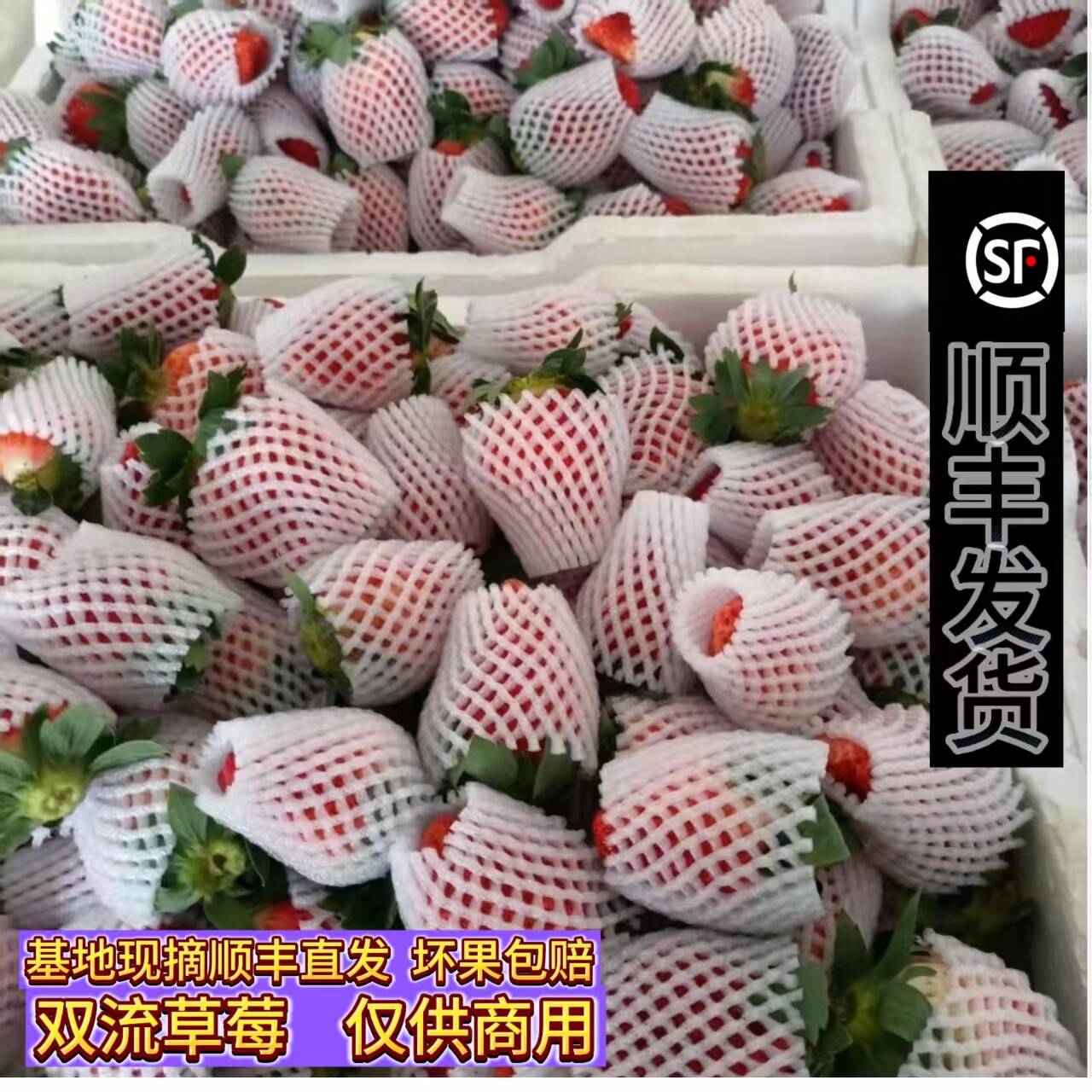 新鲜商用双流草莓现摘现发糖葫芦蛋糕奶茶专用顺丰直发坏果包赔