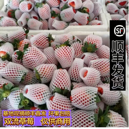 现摘商用草莓顺丰直发坏果包赔