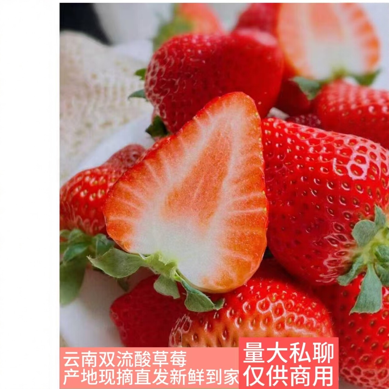 云南夏季双流酸草莓糖葫芦蛋糕奶茶专用现摘现发顺丰直达